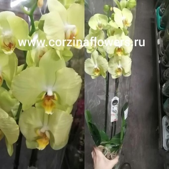 Орхидея фаленопсис Ферарро О200