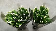 Рождественский кактус белый, шлюмбергера KR805 купить в Москве