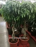 Фикус биннедика Амстел Кинг переплетенный 160-180 KR848 купить в Москве