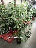 Пальма Кариотта 170-180 см KR1329 купить в Москве
