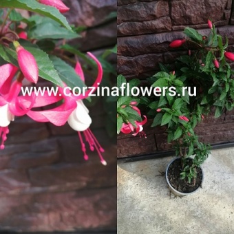 Фуксия красно-белая 30-40 см на штамбе https://corzinaflowers.ru/catalog/komnatnye_rasteniya_i_tsvety/938/