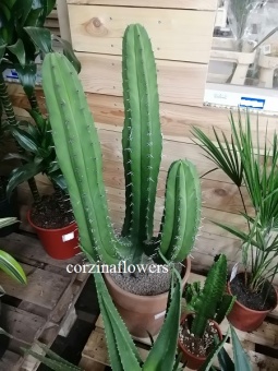 Полаския Чичип кактус 33см https://corzinaflowers.ru/catalog/komnatnye_rasteniya_i_tsvety/kaktusy_ekheverii_i_dr_sukkulenty/kaktusy_v_gorshkakh/polaskiya_kaktus/3975/
