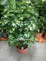 Шеффлера Голд Капелла бранч 120-140 см KR1719 купить в Москве