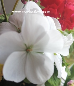 Пеларгония герань белая DZ113 https://corzinaflowers.ru/catalog/komnatnye_rasteniya_i_tsvety/923/