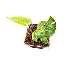 Эпипремнум Пинатум Минт KR4043 купить в Москве