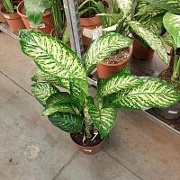 Диффенбахия Мароба 70-90 см KR1759 купить в Москве
