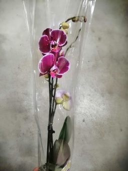 Фаленопсис Монтпельер орхидея 12 см 2 цв
