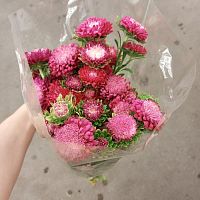 Астра красная срезка SR963 купить в Москве