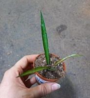 Хойя Мирабилис DZ1012 купить в Москве