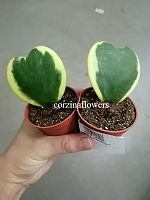 Хойя сердечко Керри Вариегата DZ419 купить в Москве