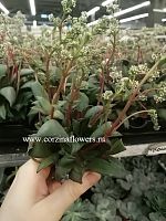 Крассула Розулярис суккулент KR1068 купить в Москве