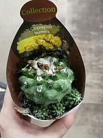 Копиапоа Хумилис кактус KR2950 купить в Москве