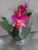 Каттлея розово-малиновая орхидея 12см