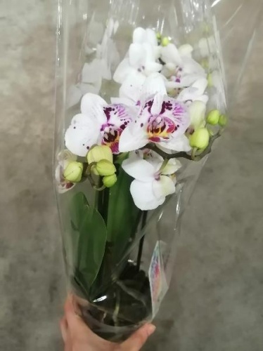 Фаленопсис Гойя орхидея О497 купить в Москве фото 2