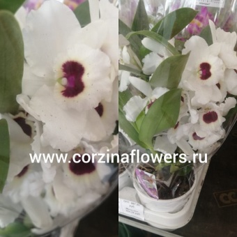 Орхидея дендробиум нобиле белый сонг 1цв https://corzinaflowers.ru/catalog/komnatnye_rasteniya_i_tsvety/2577/