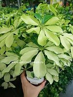 Шеффлера Мелани — компактное комнатное дерево для уюта и свежести KR363 купить в Москве