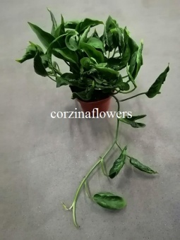 Эпипремнум Шангри Ла  12 см https://corzinaflowers.ru/catalog/komnatnye_rasteniya_i_tsvety/dekorativno_listvennye_rasteniya/epipremnum_stsindapsus/5326/
