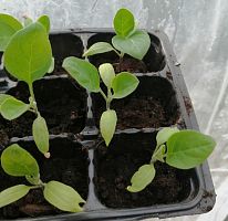 Баклажан белый со вкусом грибов рассада OG276 купить в Москве