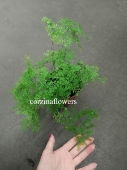 Адиантум микрофиллум 12 https://corzinaflowers.ru/catalog/komnatnye_rasteniya_i_tsvety/4575/