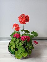 Пеларгония (герань) микс в подарочной корзине «Кант» | Живой подарок для уюта и сада KM1067 купить в Москве