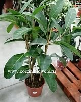 Фикус бенгальский Рой 3 ст 120-140см KR875 купить в Москве