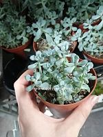 Седум Комик Том суккулент KR802 купить в Москве