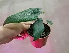 Алоказия Скальпрум (Alocasia Scalprum), коллекционное комнатное растение с узкими фактурными листьями KR2708 купить в Москве