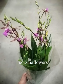 Камбрия орхидея 12