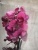 фаленопсис пелорик пурпл 12 см 2 цв