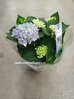 Гортензия Меджикал Революшен синяя в горшке OG115 купить в Москве