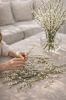 Прунус Альба плена ветки SR223 купить в Москве