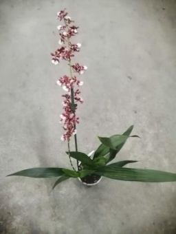 Онцидиум Черри бэби орхидея 12 см