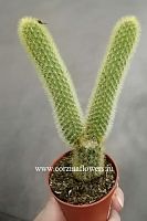 Клейстокактус Хильдевинтера Ауреспина (Золотистый Крысиный Хвост) KR647 купить в Москве