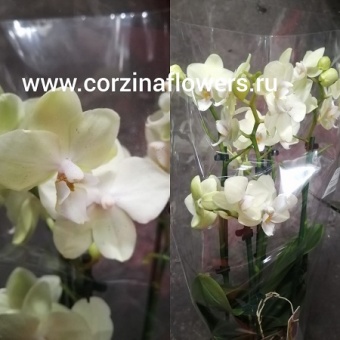 Орхидея Фаленопсис желтый 12 https://corzinaflowers.ru/catalog/komnatnye_rasteniya_i_tsvety/1967/