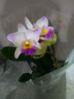 Орхидея Каттлея бело-розовая 