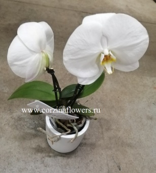 Орхидея Фаленопсис Double Синголо белый 9 https://corzinaflowers.ru/catalog/komnatnye_rasteniya_i_tsvety/2230/