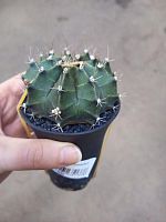 Гимнокалициум Спинелесс Твин KR4048 купить в Москве