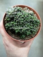 Крассула Ретуза суккулент KR1242 купить в Москве