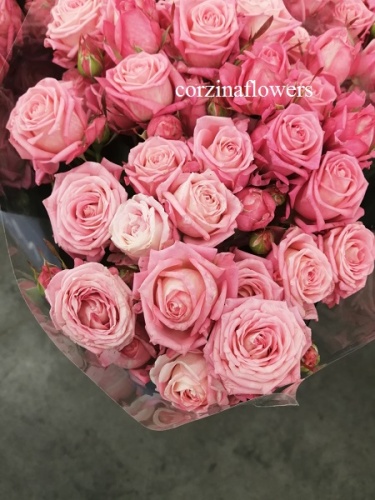 Роза кустовая Свит бабблс срезка букет, срезка SR379 купить в Москве