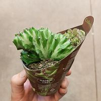 Эуфорбия Кристата Зелёная вариегатная KR3779 купить в Москве