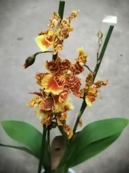 Камбрия гибрид 682 орхидея 12см