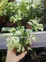 Шеффлера Жанин KR1133 купить в Москве