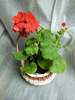 Герань в корзине Фонарь KM1047 купить в Москве