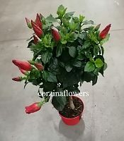 Гибискус красный штамб 70-100 см DZ331 купить в Москве