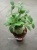 Хиднофитум 14 30-40см растение муравейник https://corzinaflowers.ru/catalog/komnatnye_rasteniya_i_tsvety/1719/