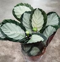 Калатея Таня KR1100 купить в Москве