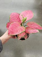 Аглаонема Пинк Стар KR1682 купить в Москве