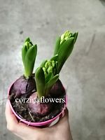 3 луковички Гиацинт розовый в горшочке OG219 купить в Москве