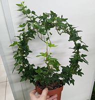 Хедера хеликс Минт Колибри KR3674 купить в Москве