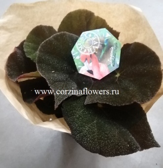 Бегония мэсона Джунгли 17 https://corzinaflowers.ru/catalog/komnatnye_rasteniya_i_tsvety/2150/